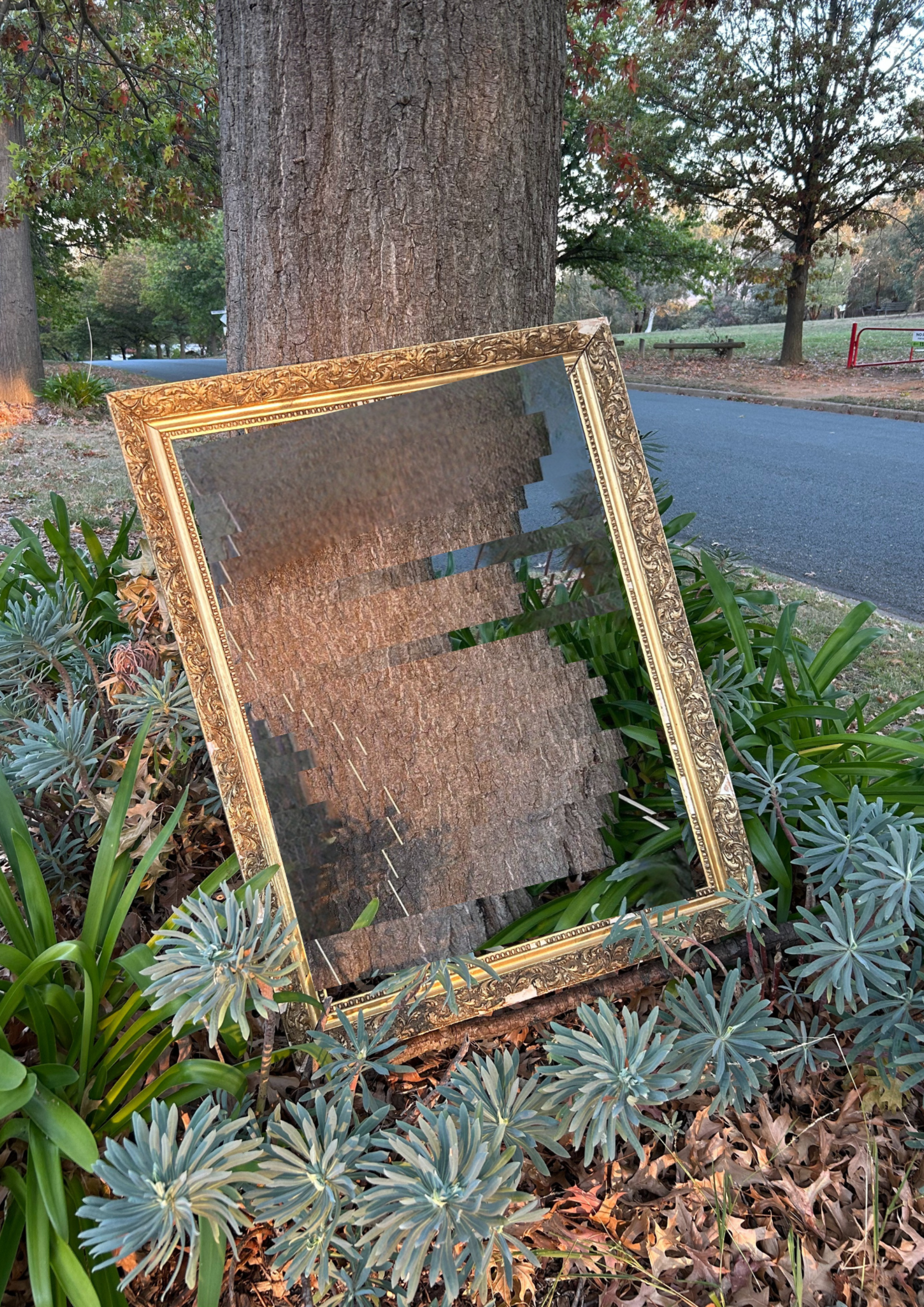 The image is a photo of a large tree growing on a suburban street, with an ornate gold frame leaning against its trunk. The image of the tree trunk inside the frame has been manipulated to make it look distorted, contrasting with the rest of the photo, which has not been edited in any way.